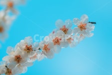 매화, 하늘, sky, 꽃, 매화꽃, 사진,이미지,일러스트,캘리그라피 - 도막사라무작가 크라우드픽 - 저작권 걱정 없는 상업용 이미지