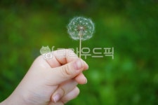 민들레, 홀씨, 손, 자연, 씨앗, 사진,이미지,일러스트,캘리그라피 - 숲속향기작가 크라우드픽 - 저작권 걱정 없는 상업용 이미지