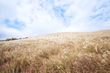 grassland, 목초지, outdoors, 옥외, field, 사진,이미지,일러스트,캘리그라피 - Nsusutree작가 크라우드픽 - 저작권 걱정 없는 상업용... 
