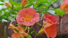 능소화, campsis, 넝굴꽃, 구중굴궐의꽃, 여름꽃, 사진,이미지,일러스트,캘리그라피 - ji9namu작가 크라우드픽 - 저작권 걱정 없는 상업용... 