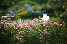 순천만국가정원1호, 테마공원, 자연생태공원, 자연, 옥외, 사진,이미지,일러스트,캘리그라피 - pandora4077작가 크라우드픽 - 저작권 걱정... 