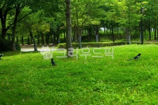 참새, 공원, bird, 새, animal, 사진,이미지,일러스트,캘리그라피 - morning12작가 크라우드픽 - 저작권 걱정 없는 상업용 이미지