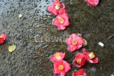 꽃, 동백, 동백꽃마을, 시골, flower, 사진,이미지,일러스트,캘리그라피 - Nghkwjdtkfkd2작가 크라우드픽 - 저작권 걱정 없는 상업용 이미지