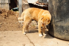 강아지, 개, 황구, 진돗개, 누렁이, 사진,이미지,일러스트,캘리그라피 - 트루타임작가 크라우드픽 - 저작권 걱정 없는 상업용 이미지