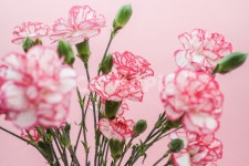 카네이션, 어버이날, 봄, 꽃, 스승의날, 사진,이미지,일러스트,캘리그라피 - 스튜디오 스냅진작가 크라우드픽 - 저작권 걱정 없는 상업용 이미지