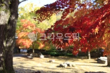 내장사, 내장산, 자연, 계절, 국립공원, 사진,이미지,일러스트,캘리그라피 - 헬로짱작가 크라우드픽 - 저작권 걱정 없는 상업용 이미지