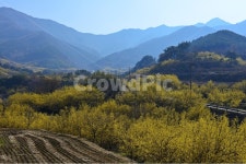전남, 구례, 산동, 상위마을, 산수유, 사진,이미지,일러스트,캘리그라피 - 영산공작가 크라우드픽 - 저작권 걱정 없는 상업용 이미지