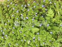 봄, 꽃, 봄꽃, flower, spring, 사진,이미지,일러스트,캘리그라피 - bluecat81작가 크라우드픽 - 저작권 걱정 없는 상업용 이미지