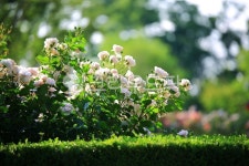 순천만국가정원1호, 테마공원, 자연생태공원, 자연, 옥외, 사진,이미지,일러스트,캘리그라피 - pandora4077작가 크라우드픽 - 저작권 걱정... 