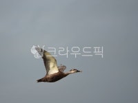 bird, 새, 오리, 오리날다, 나는오리, 사진,이미지,일러스트,캘리그라피 - 애미리쑤리작가 크라우드픽 - 저작권 걱정 없는 상업용 이미지