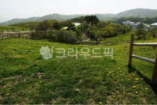 들, 목장, 그린, 초록, 자연, 사진,이미지,일러스트,캘리그라피 - 소현사랑작가 크라우드픽 - 저작권 걱정 없는 상업용 이미지