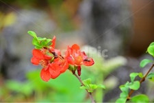 plant, 식물, blossom, flower, 꽃, 사진,이미지,일러스트,캘리그라피 - 영산공작가 크라우드픽 - 저작권 걱정 없는 상업용 이미지