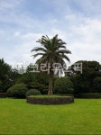 garden, 정원, nature, 야자수, 제주도, 사진,이미지,일러스트,캘리그라피 - isk작가 크라우드픽 - 저작권 걱정 없는 상업용 이미지
