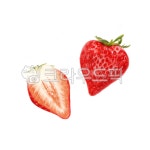 berry, strawberry, fruit, 딸기, 과일, 사진,이미지,일러스트,캘리그라피 - 어린할매작가 크라우드픽 - 저작권 걱정 없는 상업용 이미지