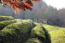 outdoors, 옥외, nature, 자연, 농장, 사진,이미지,일러스트,캘리그라피 - 태광 최작가 크라우드픽 - 저작권 걱정 없는 상업용 이미지