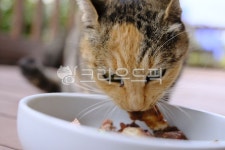 고양이, cat, 반려동물, 냥이, 애완동물, 사진,이미지,일러스트,캘리그라피 - 돌하르냥작가 크라우드픽 - 저작권 걱정 없는 상업용 이미지