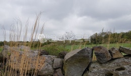 목초지, 억새, 돌담, 밭담, 농장, 사진,이미지,일러스트,캘리그라피 - 걷보담작가 크라우드픽 - 저작권 걱정 없는 상업용 이미지