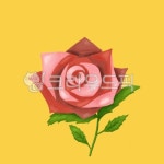 rose, 장미, flower, blossom, 봄, 사진,이미지,일러스트,캘리그라피 - RAMY 라미작가 크라우드픽 - 저작권 걱정 없는 상업용 이미지