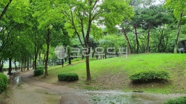 tree, 나무, 숲, 공원, 초록, 사진,이미지,일러스트,캘리그라피 - 별규작가 크라우드픽 - 저작권 걱정 없는 상업용 이미지