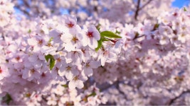 봄, 벚꽃, 꽃, 분홍, 사쿠라 사진, 이미지 - 하수작가 크라우드픽 - 상업용 이미지 중개 서비스