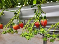 딸기, strawberry, fruit, 과일, 딸기하우스, 사진,이미지,일러스트,캘리그라피 - 로사작가 크라우드픽 - 저작권 걱정 없는 상업용 이미지