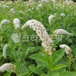 plant, 식물, 꽃, flower, 까치, 사진,이미지,일러스트,캘리그라피 - YOON73작가 크라우드픽 - 저작권 걱정 없는 상업용 이미지