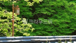 담장, 수풀, 숲, 나무, 정원, 사진,이미지,일러스트,캘리그라피 - BUSAN OPPA작가 크라우드픽 - 저작권 걱정 없는 상업용 이미지