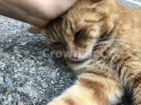 고양이, 길고양이, 고양이발, 고양이손, 귀여운, 사진,이미지,일러스트,캘리그라피 - 갱구작가 크라우드픽 - 저작권 걱정 없는 상업용 이미지