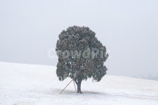 눈, 공원, 함박눈, 겨울, 감성, 사진,이미지,일러스트,캘리그라피 - Pancakestory작가 크라우드픽 - 저작권 걱정 없는 상업용 이미지