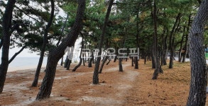소나무, 바닷가, 바다, 모래사장, 바다소나무, 사진,이미지,일러스트,캘리그라피 - Nphseo59작가 크라우드픽 - 저작권 걱정 없는 상업용 이미지