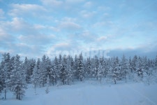 이정표, 핀란드, 사리셀카, 침엽수림, 자작나무, 사진,이미지,일러스트,캘리그라피 - Nlind1108작가 크라우드픽 - 저작권 걱정 없는 상업용 이미지