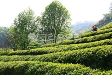 녹차밭, 농장, 대한다원, 자연풍경, 아름다움, 사진,이미지,일러스트,캘리그라피 - pandora4077작가 크라우드픽 - 저작권 걱정 없는 상업용... 