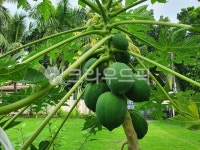 파파야, 파파야나무, 식물, 과일, plant, 사진,이미지,일러스트,캘리그라피 - Solomon작가 크라우드픽 - 저작권 걱정 없는 상업용 이미지