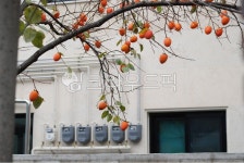 감나무, 대봉감, 골목길, 주택가, 익은감, 사진,이미지,일러스트,캘리그라피 - deadplant작가 크라우드픽 - 저작권 걱정 없는 상업용 이미지
