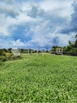 meadow, 시골의, rural, 농장, farm, 사진,이미지,일러스트,캘리그라피 - 양생귤작가 크라우드픽 - 저작권 걱정 없는 상업용 이미지