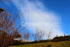 구름, 나무, 하늘, 우암동, 공원, 사진,이미지,일러스트,캘리그라피 - 제마천주작가 크라우드픽 - 저작권 걱정 없는 상업용 이미지