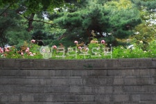 outdoors, 옥외, garden, 정원, 장미, 사진,이미지,일러스트,캘리그라피 - Nfun2859작가 크라우드픽 - 저작권 걱정 없는 상업용 이미지