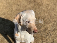 animal, 동물, dog, 개, labradorretriever, 사진,이미지,일러스트,캘리그라피 - 다둥이네작가 크라우드픽 - 저작권 걱정 없는 상업용 이미지