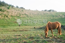 자연, 들, 동물, 말, horse, 사진,이미지,일러스트,캘리그라피 - Nhllee27작가 크라우드픽 - 저작권 걱정 없는 상업용 이미지
