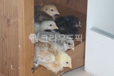 병아리, 가금류, 닭, 청계, chicken, 사진,이미지,일러스트,캘리그라피 - 9cinderella7작가 크라우드픽 - 저작권 걱정 없는 상업용 이미지