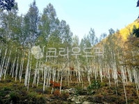 나무, 식물, 자작나무, 죽파자작나무, 영양자작나무, 사진,이미지,일러스트,캘리그라피 - 형수님작가 크라우드픽 - 저작권 걱정 없는 상업용 이미지