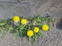 식물, 민들레, 민들레꽃, 꽃, 노란꽃, 사진,이미지,일러스트,캘리그라피 - 솔랑솔랑작가 크라우드픽 - 저작권 걱정 없는 상업용 이미지