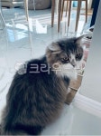 고양이, cat, 애완동물, 먼치킨, 노르웨이숲, 사진,이미지,일러스트,캘리그라피 - eokkki1작가 크라우드픽 - 저작권 걱정 없는 상업용 이미지