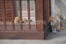 고양이, 길고양이, 목포, 전라도, 한적, 사진,이미지,일러스트,캘리그라피 - Nlaboris작가 크라우드픽 - 저작권 걱정 없는 상업용 이미지