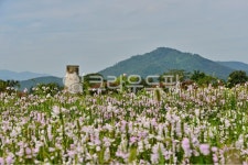 farm, 농장, rural, 농촌, plant, 사진,이미지,일러스트,캘리그라피 - 영산공작가 크라우드픽 - 저작권 걱정 없는 상업용 이미지