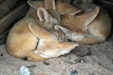 사막여우, 잠자는, 졸린, 피곤한, 귀여운, 사진,이미지,일러스트,캘리그라피 - terazamo작가 크라우드픽 - 저작권 걱정 없는 상업용 이미지