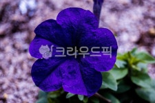 꽃, flower, 봄, 꽃잎, spring, 사진,이미지,일러스트,캘리그라피 - redant103작가 크라우드픽 - 저작권 걱정 없는 상업용 이미지