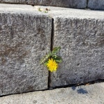 민들레, 돌계단, 돌틈, 노란, 의지, 사진,이미지,일러스트,캘리그라피 - maroKim작가 크라우드픽 - 저작권 걱정 없는 상업용 이미지