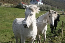 말, 초원, 동물, 농장, 목장, 사진,이미지,일러스트,캘리그라피 - happy_0502작가 크라우드픽 - 저작권 걱정 없는 상업용 이미지
