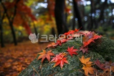 가을, autumn, 단풍, maple, 잎, 사진,이미지,일러스트,캘리그라피 - 고운경작가 크라우드픽 - 저작권 걱정 없는 상업용 이미지